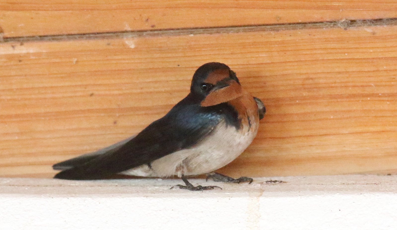 Angolese zwaluw (Hirundo angolensis)