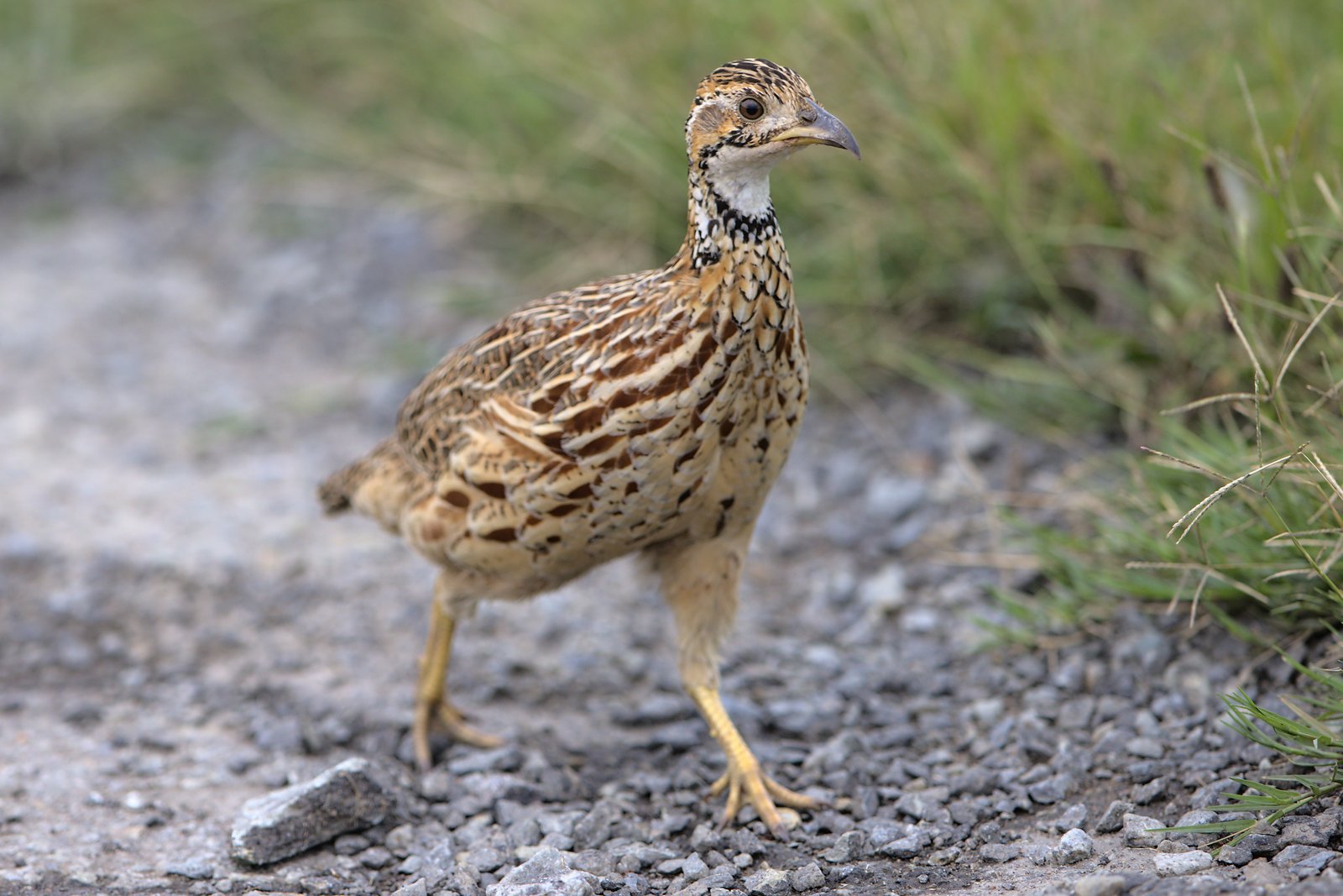 Archers frankolijn (Scleroptila gutturalis)