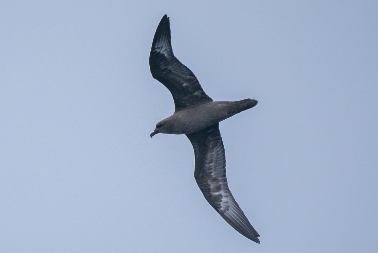 Arminjon-stormvogel (Pterodroma arminjoniana)