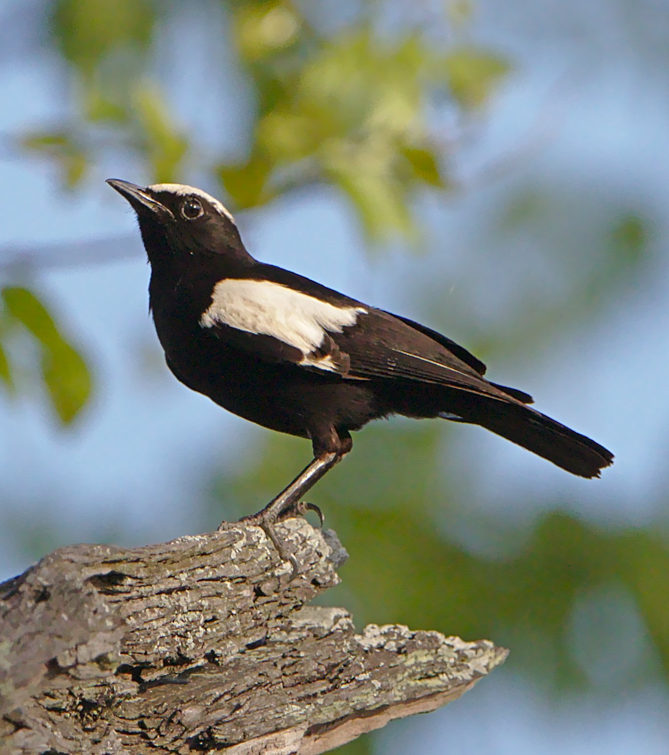 Arnots miertapuit (Myrmecocichla arnotti)