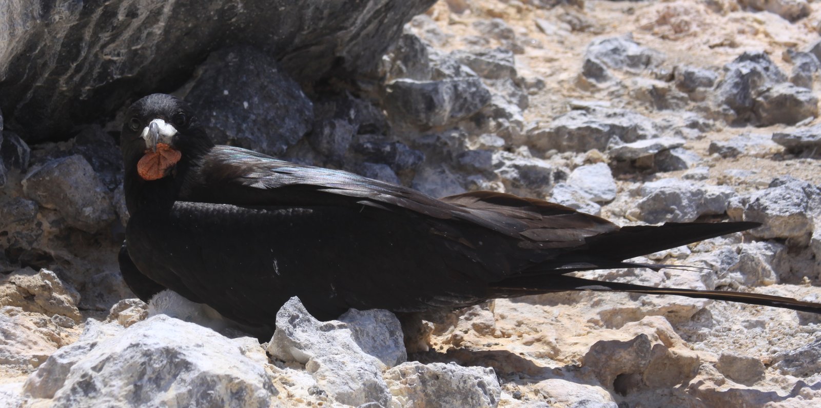 Ascensionfregatvogel (Fregata aquila)