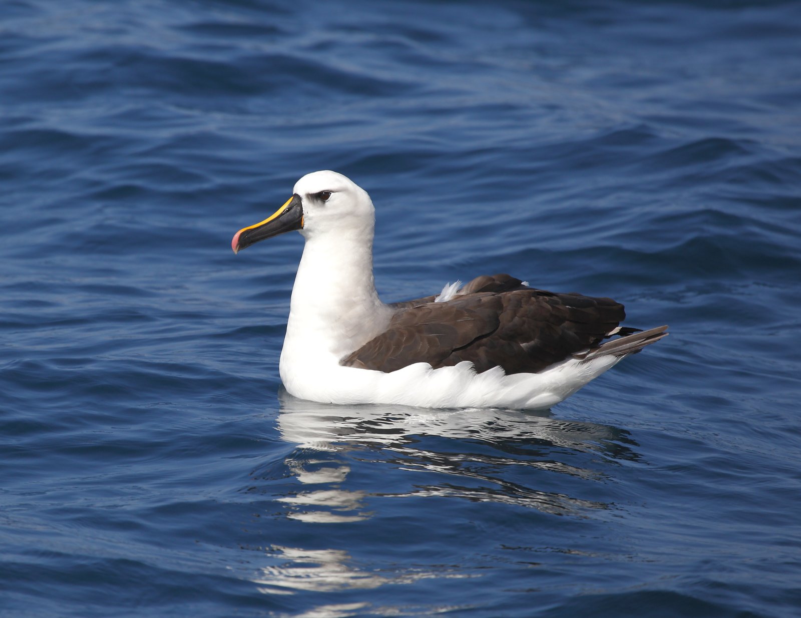 Atlantische geelneusalbatros (Thalassarche chlororhynchos)