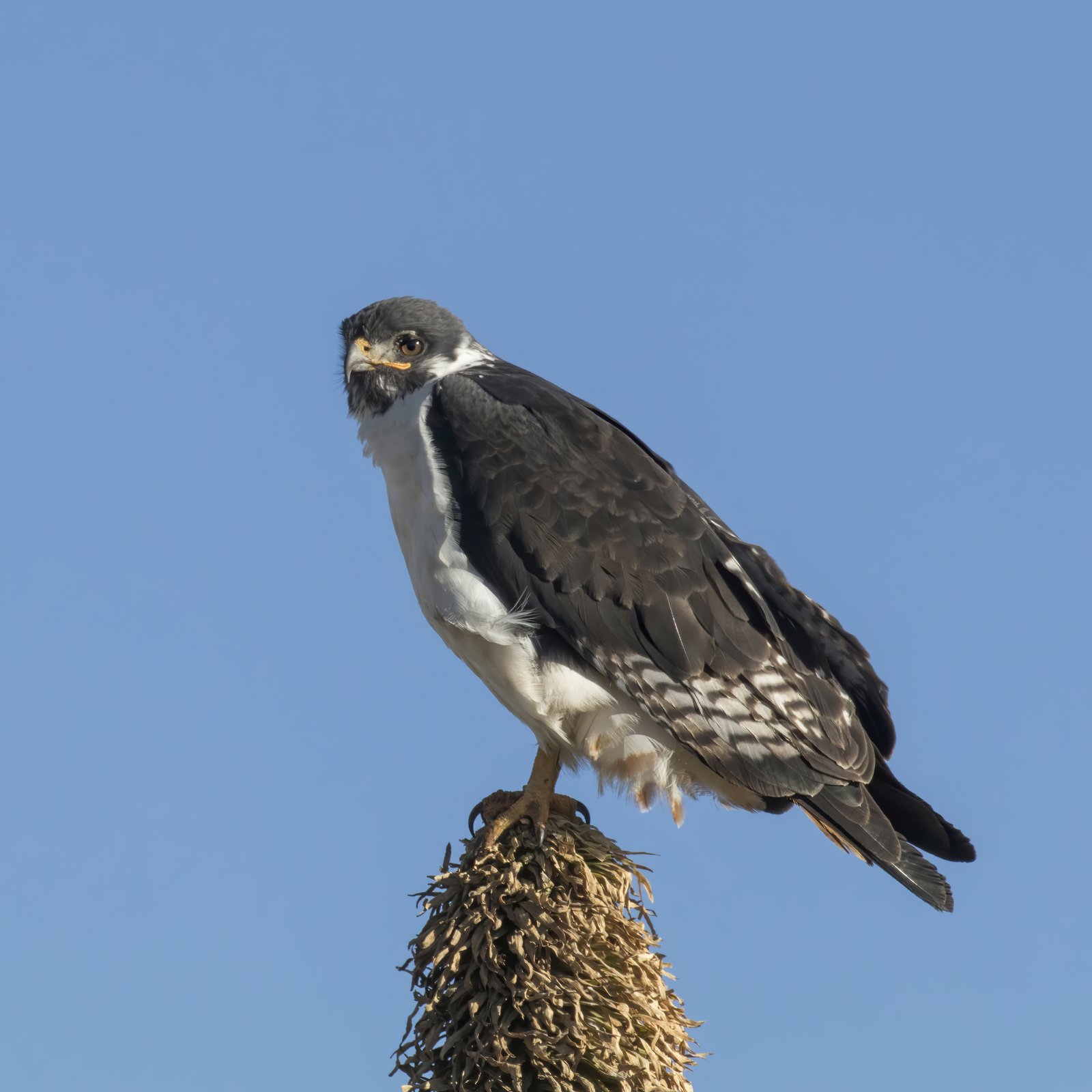 Augurbuizerd (Buteo augur)