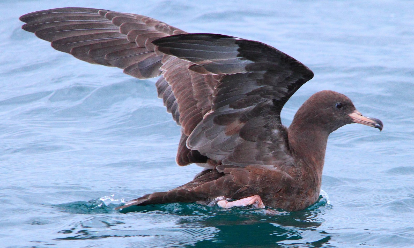 Australische grote pijlstormvogel (Ardenna carneipes)