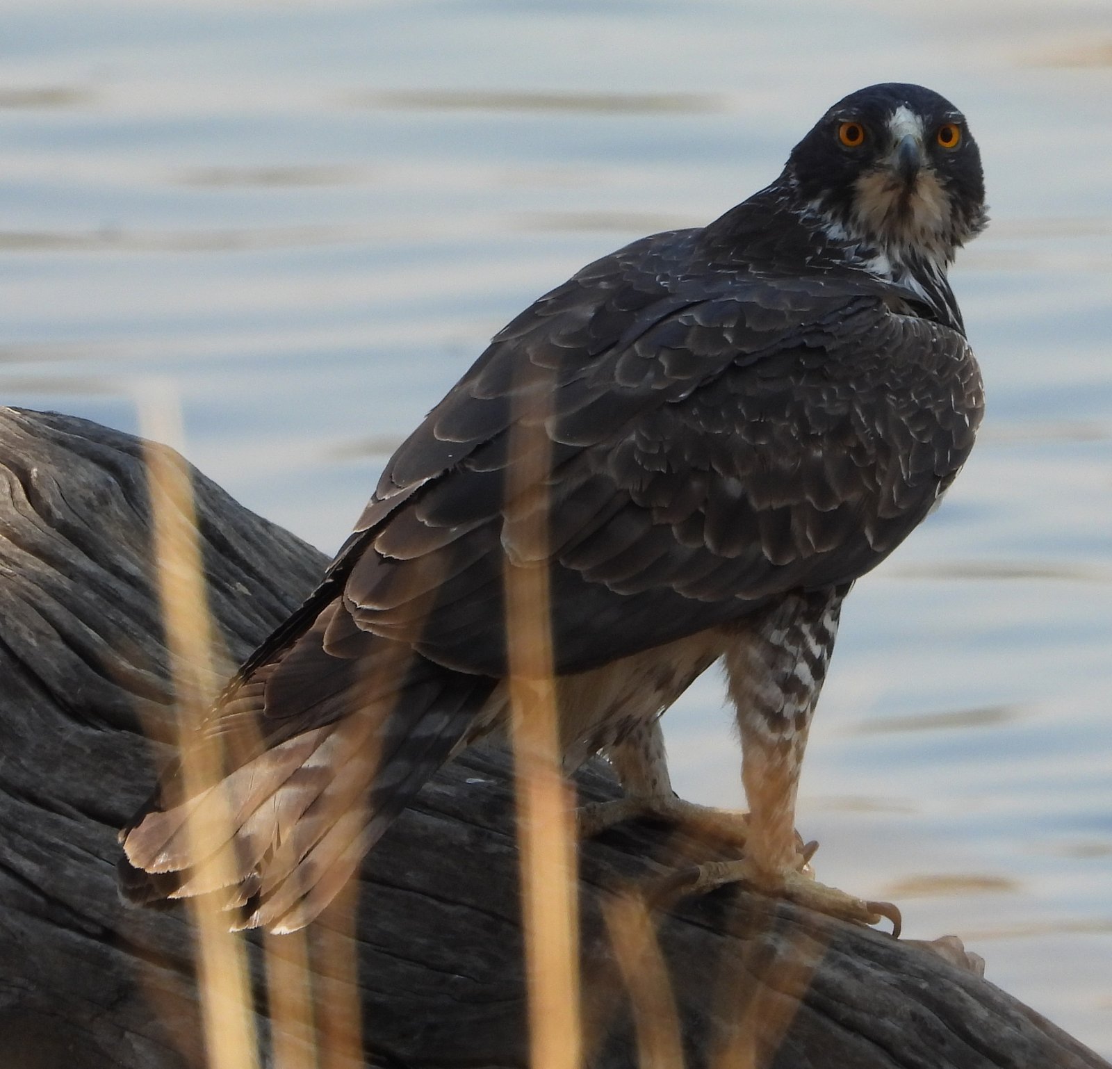 Ayres' havikarend (Hieraaetus ayresii)
