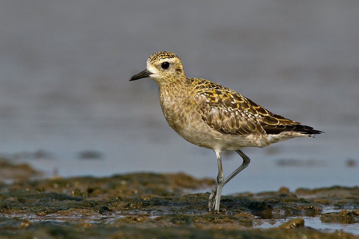Aziatische goudplevier (Pluvialis fulva)