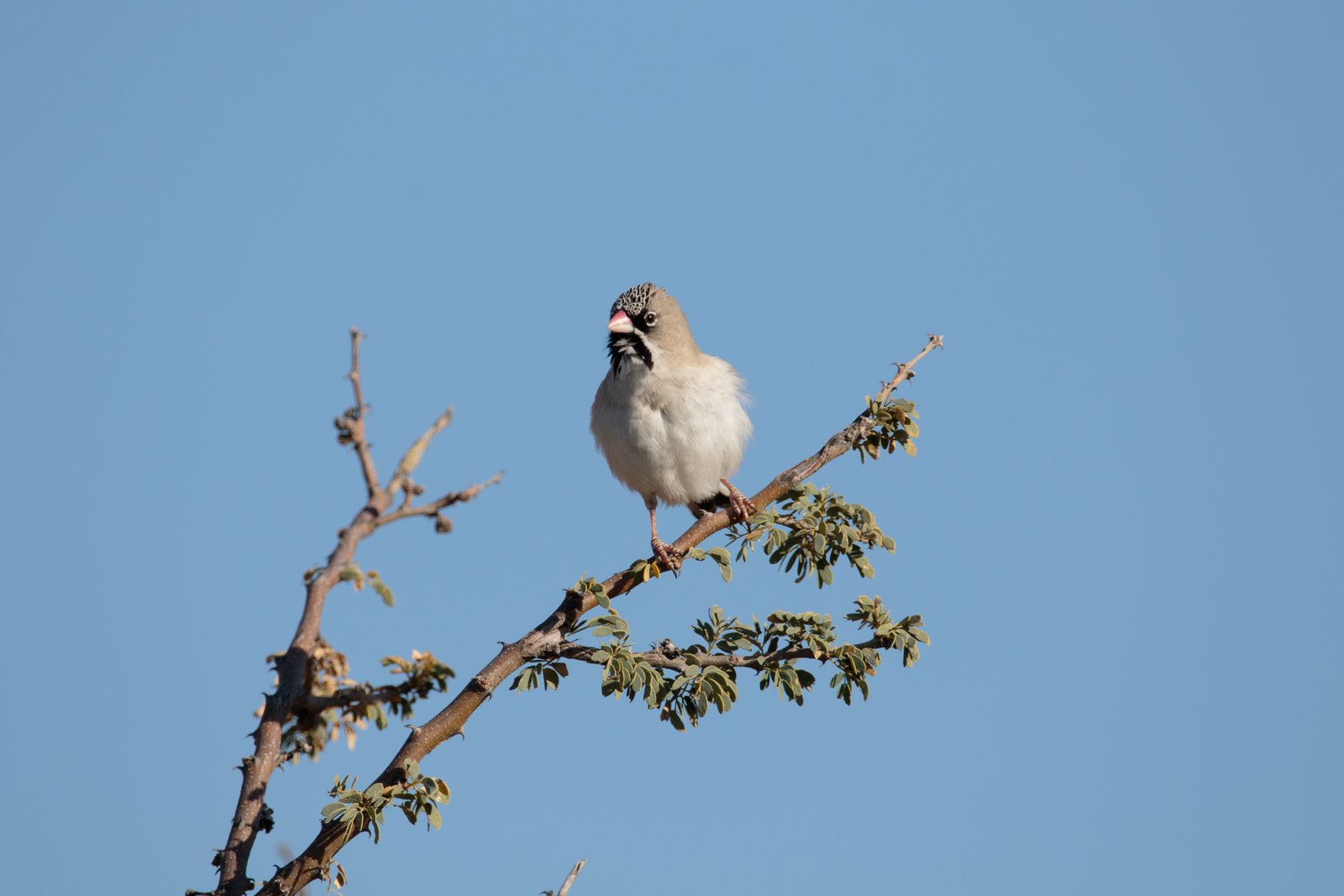 Baardmanwever (Sporopipes squamifrons)