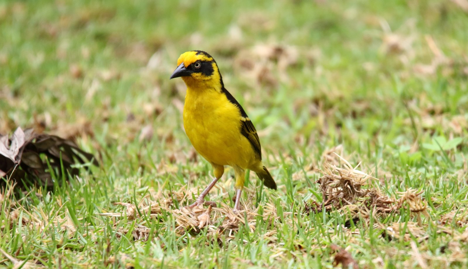 Baglafechtwever (Ploceus baglafecht)