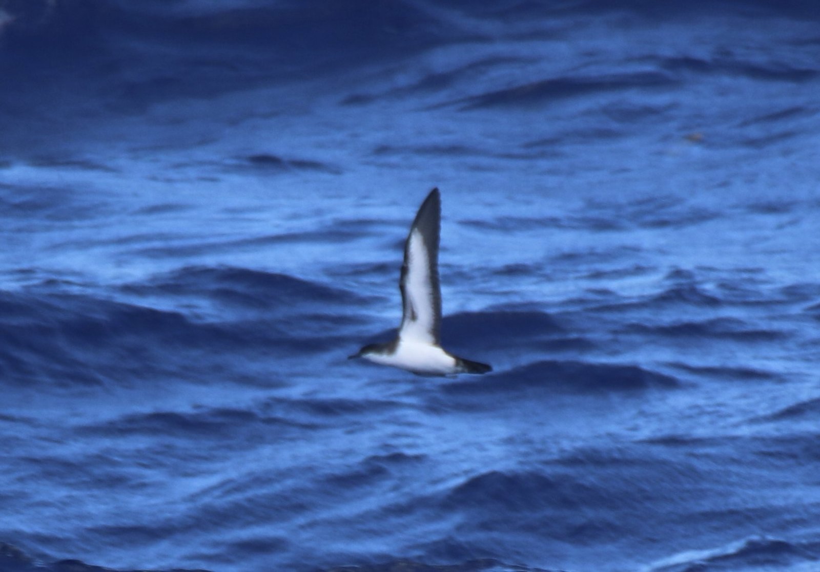 Baillons kleine pijlstormvogel (Puffinus bailloni)
