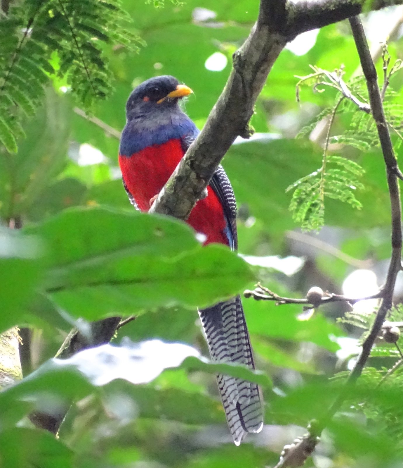 Bandstaarttrogon (Apaloderma vittatum)