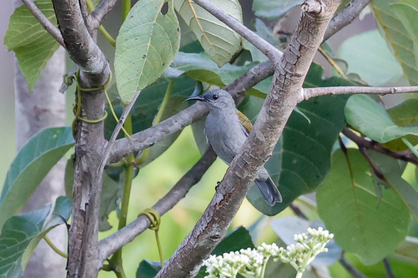 Bannermans honingzuiger (Cyanomitra bannermani)