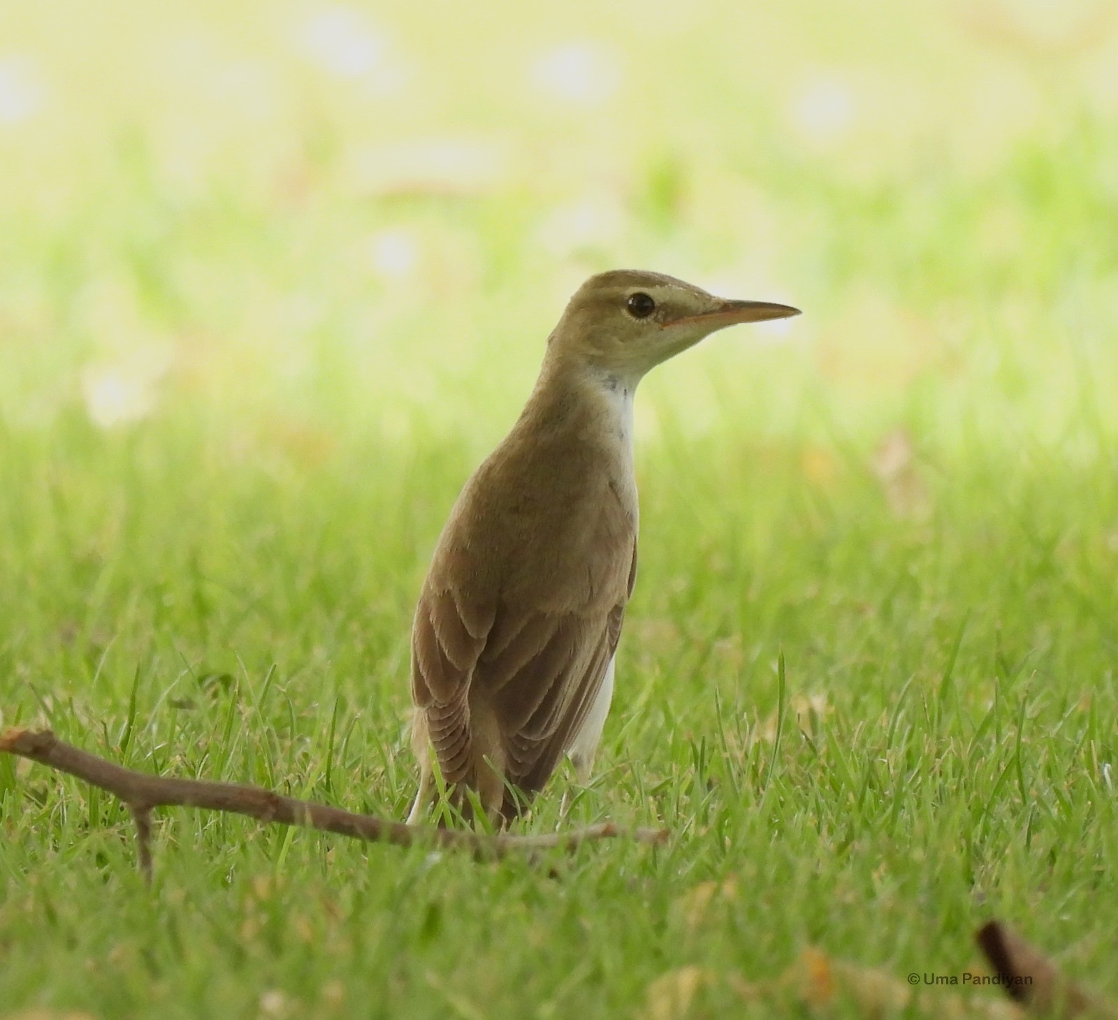 Basrakarekiet (Acrocephalus griseldis)