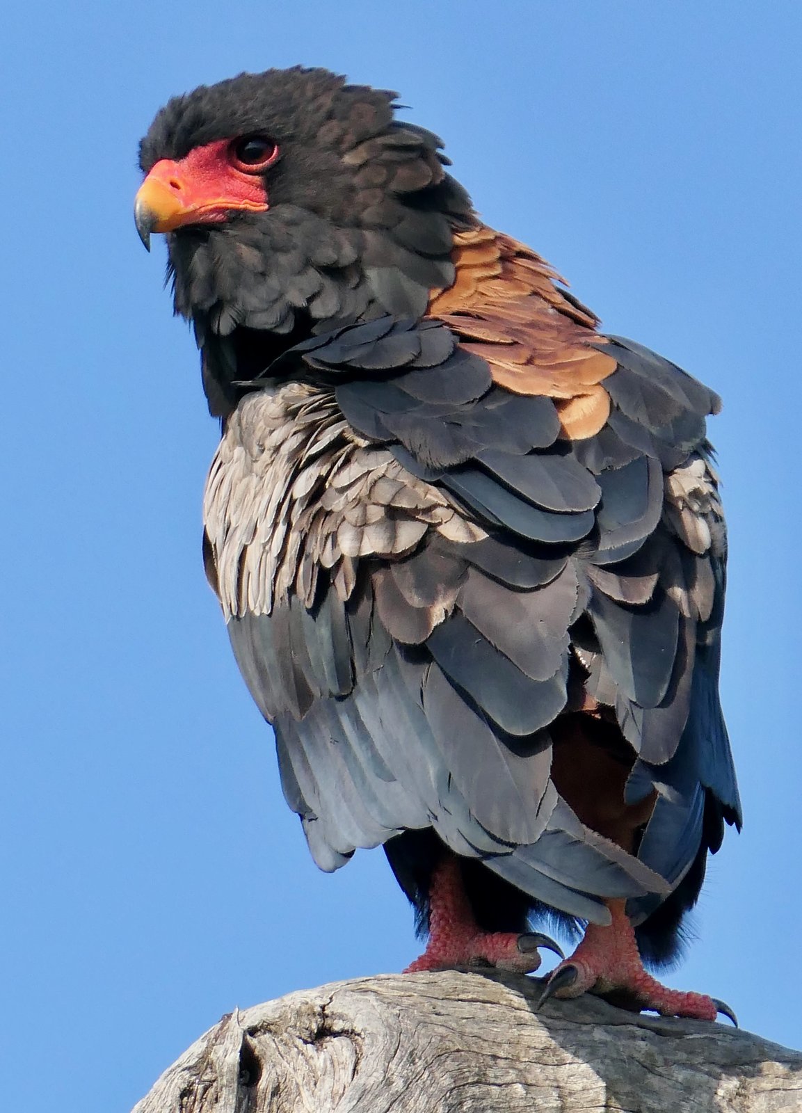 Bateleur (Terathopius ecaudatus)