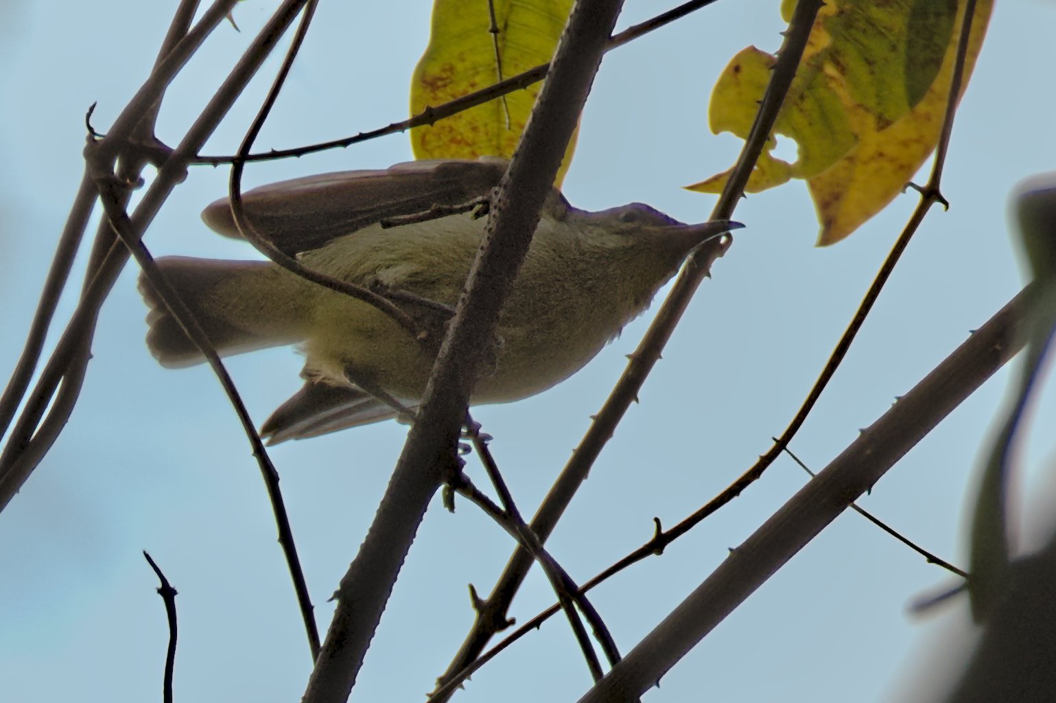Bates' honingzuiger (Cinnyris batesi)