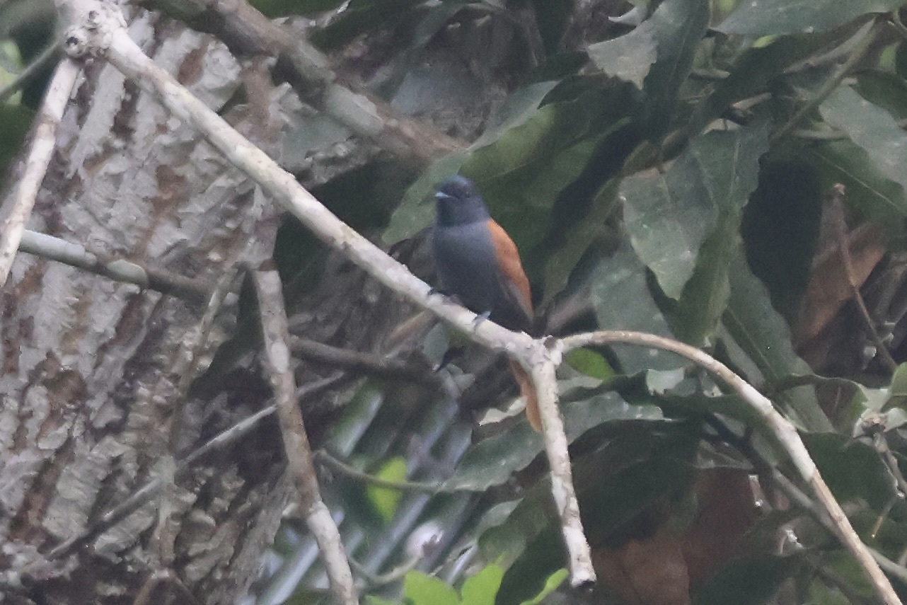 Bates' paradijsmonarch (Terpsiphone batesi)