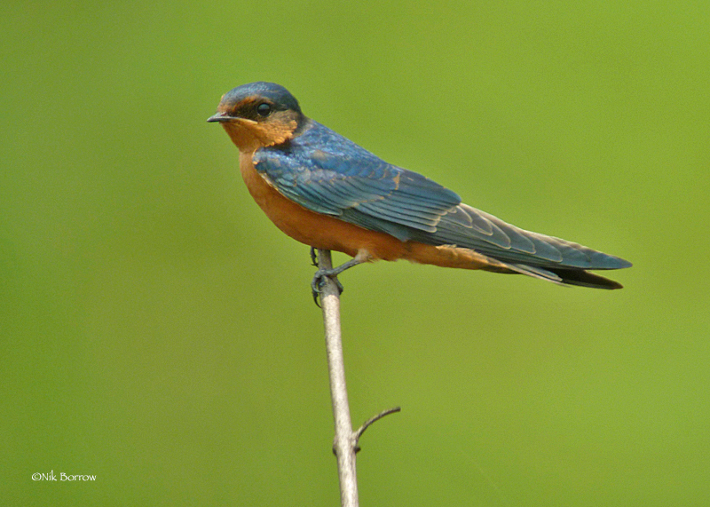 Benguelazwaluw (Hirundo nigrorufa)