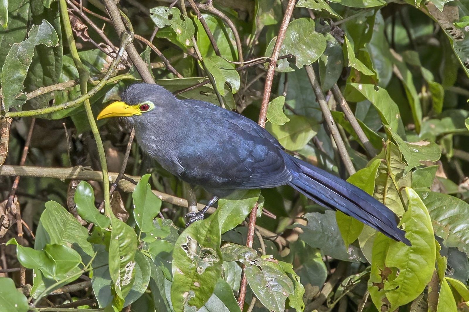 Blauwe geelsnavelmalkoha (Ceuthmochares aereus)