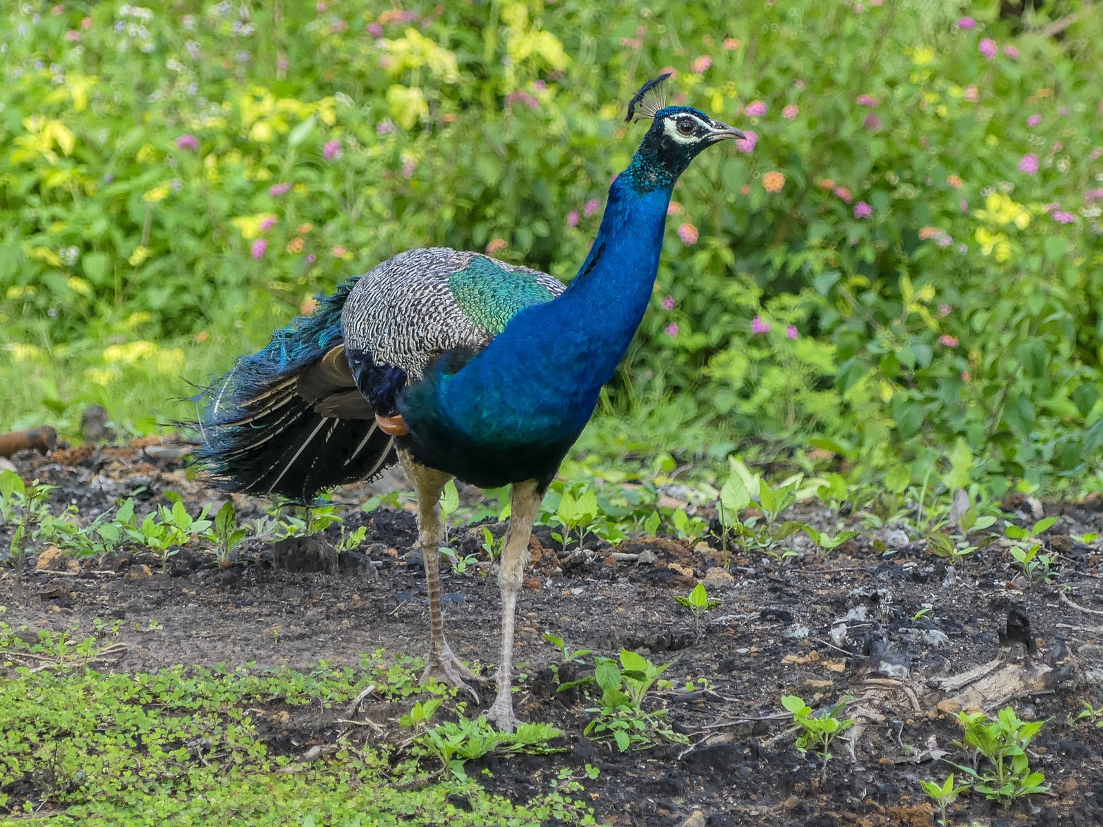 Blauwe pauw (Pavo cristatus)