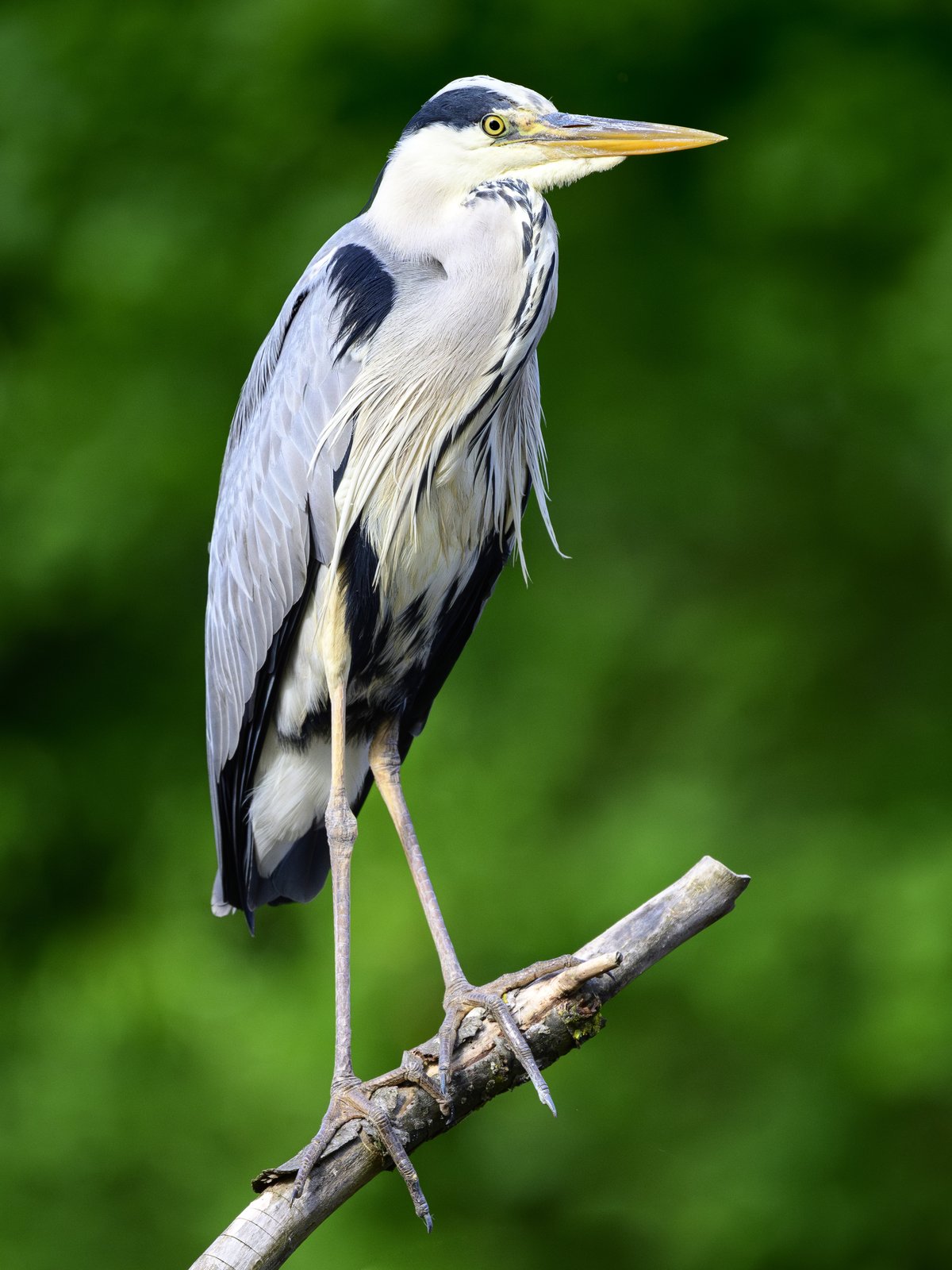 Blauwe reiger (Ardea cinerea)