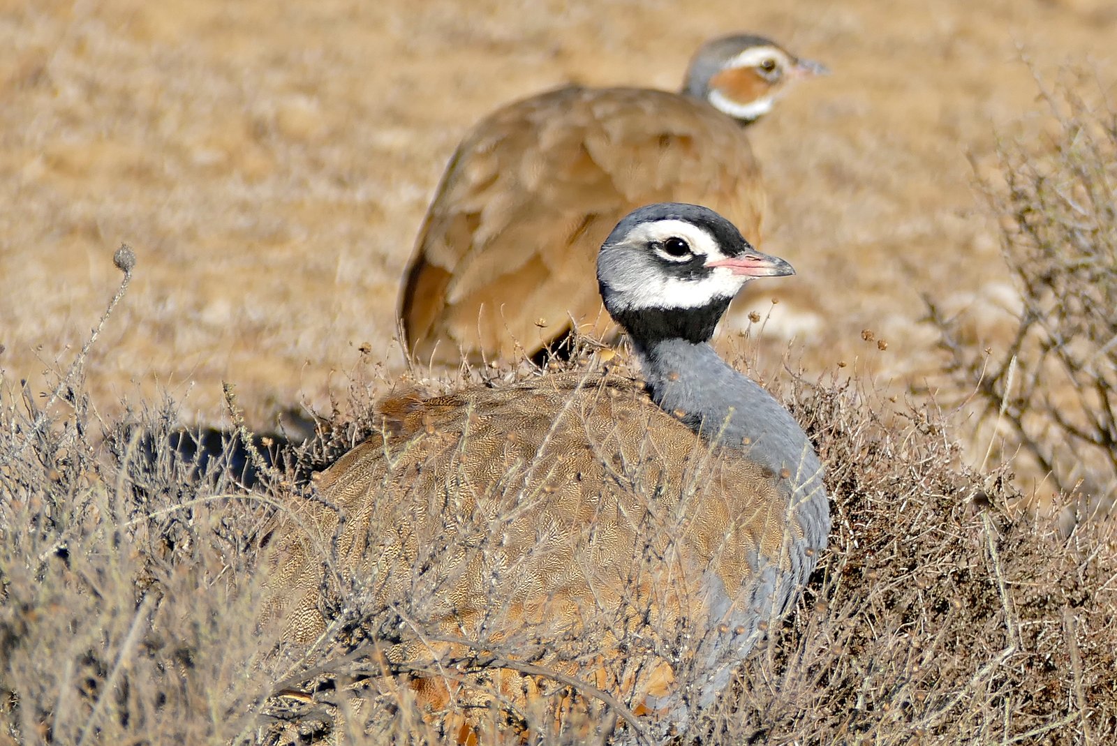 Blauwe trap (Eupodotis caerulescens)