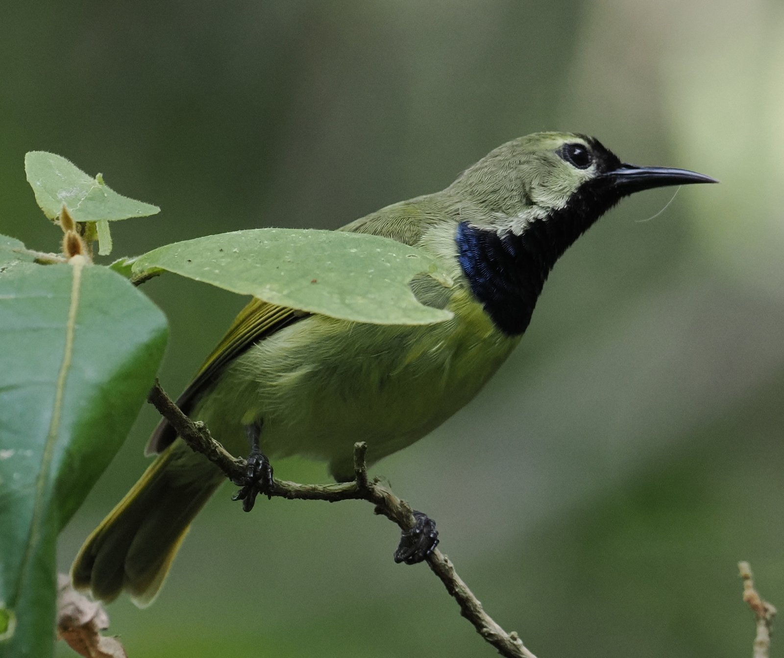 Blauwkeelhoningzuiger (Anthreptes reichenowi)