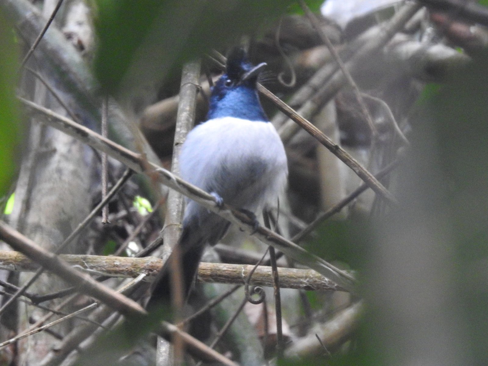 Blauwkopkuifmonarch (Trochocercus nitens)