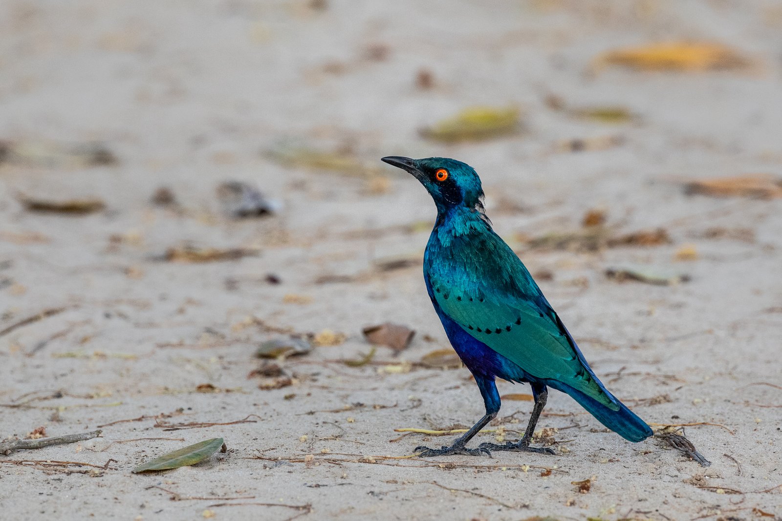 Blauwoorglansspreeuw (Lamprotornis chloropterus)