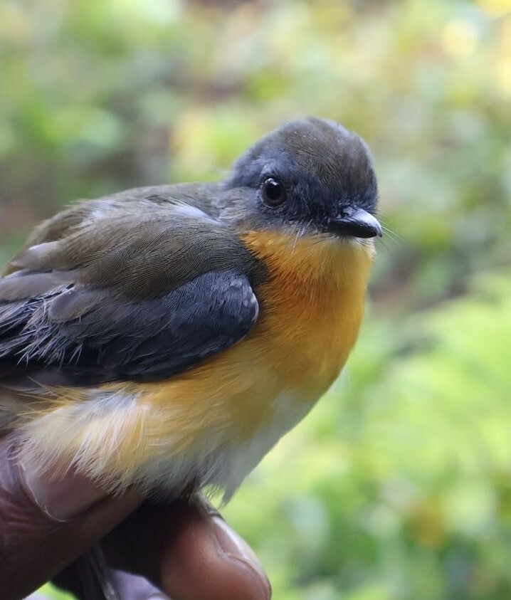 Blauwvleugelakalat (Sheppardia gunningi)