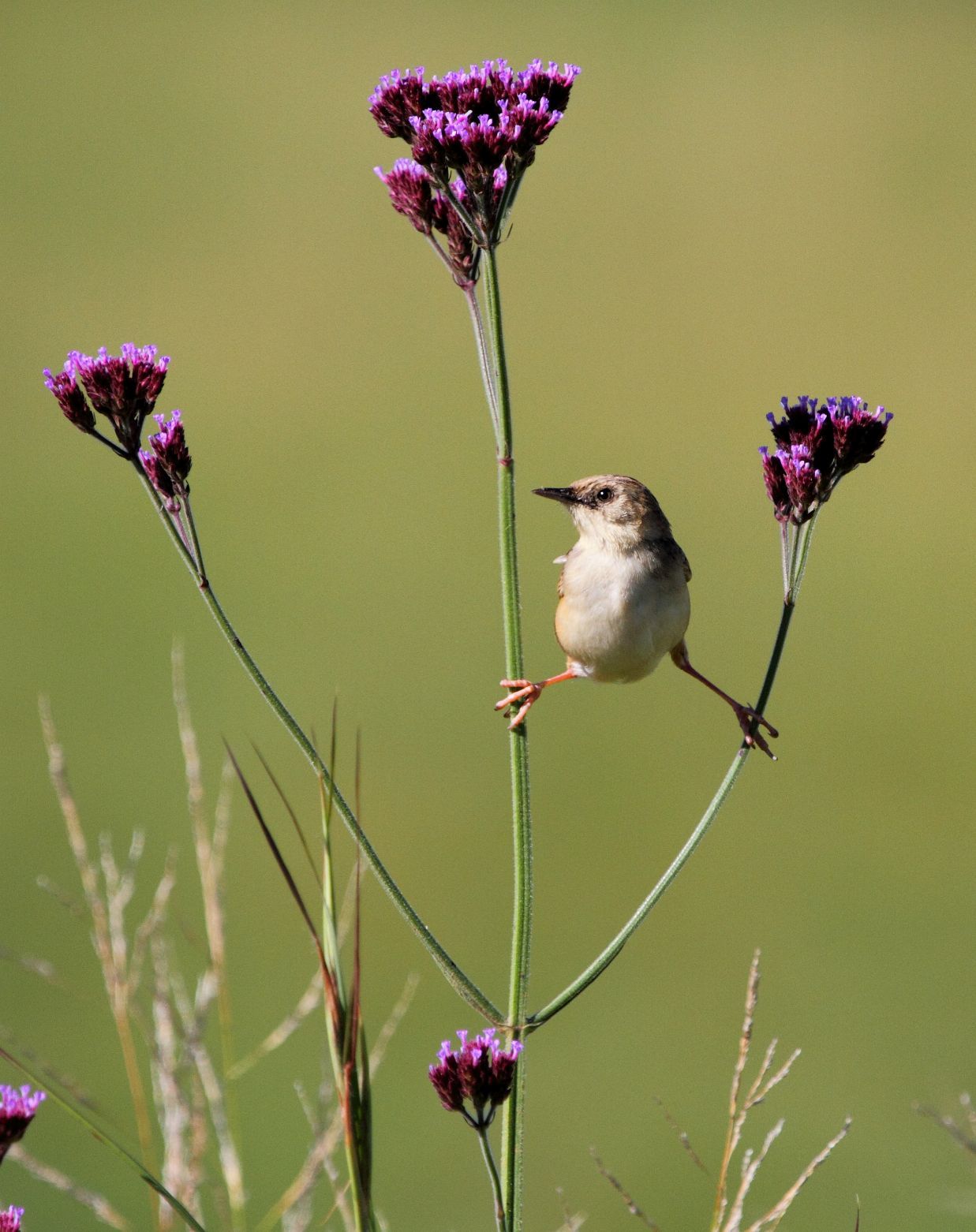 Bleekkopgraszanger (Cisticola cinnamomeus)