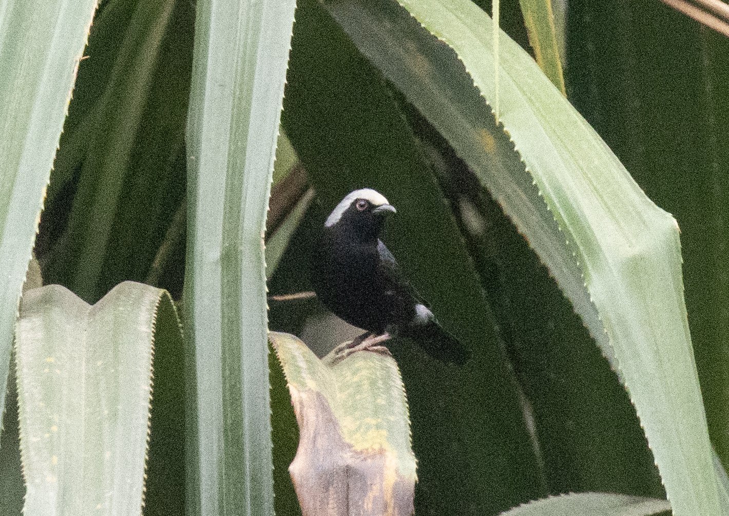 Bleekkopnigrita (Nigrita luteifrons)