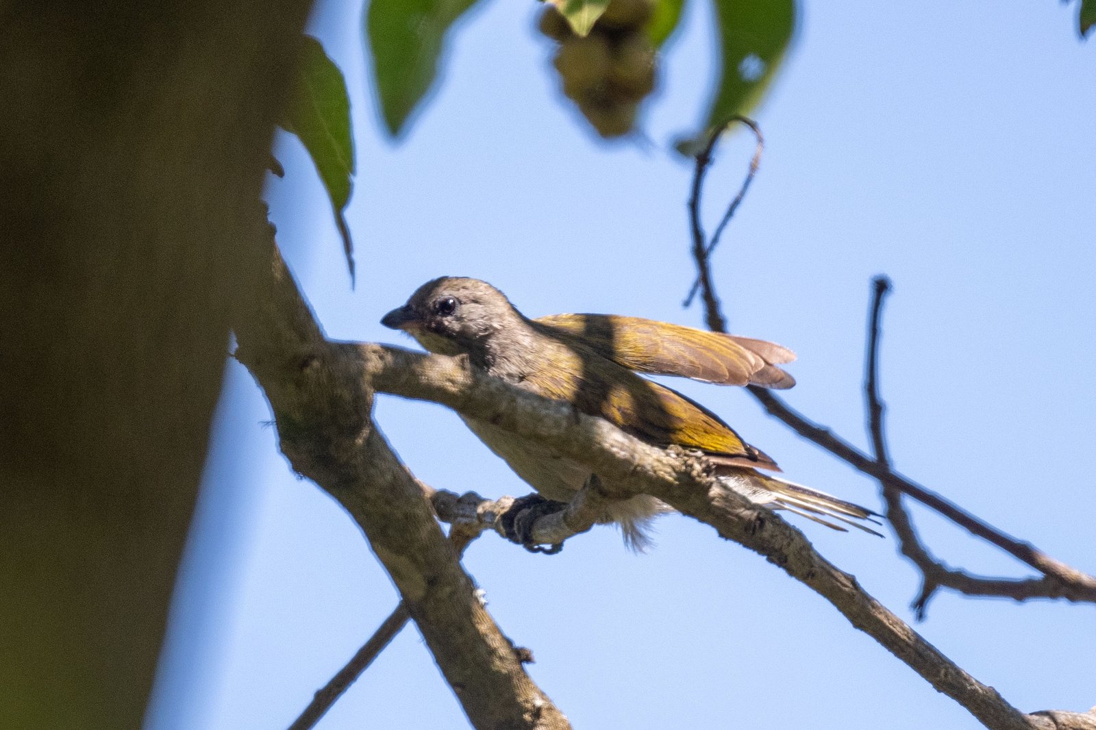 Bleke honingspeurder (Indicator meliphilus)