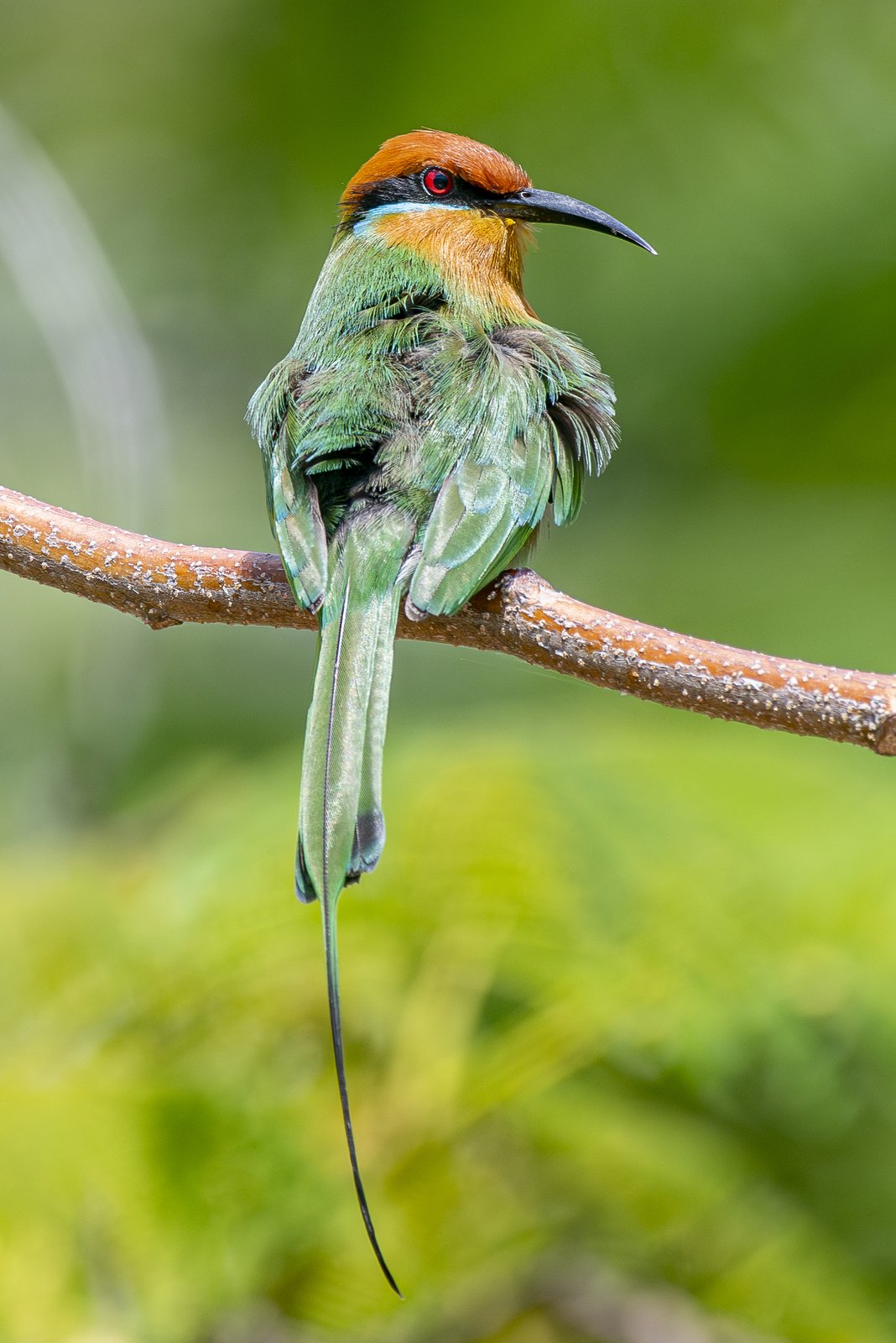 Böhms bijeneter (Merops boehmi)