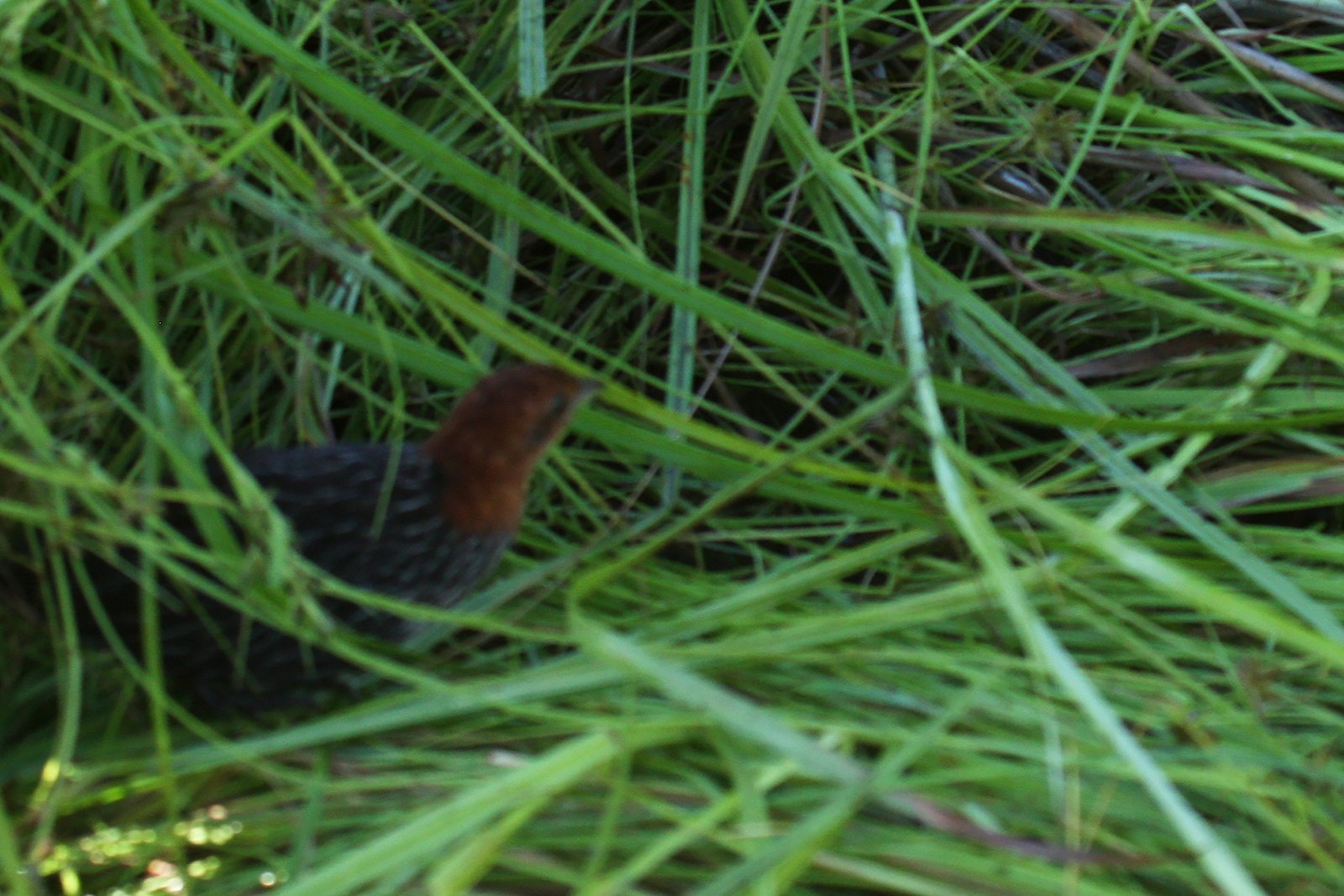 Böhms ral (Sarothrura boehmi)