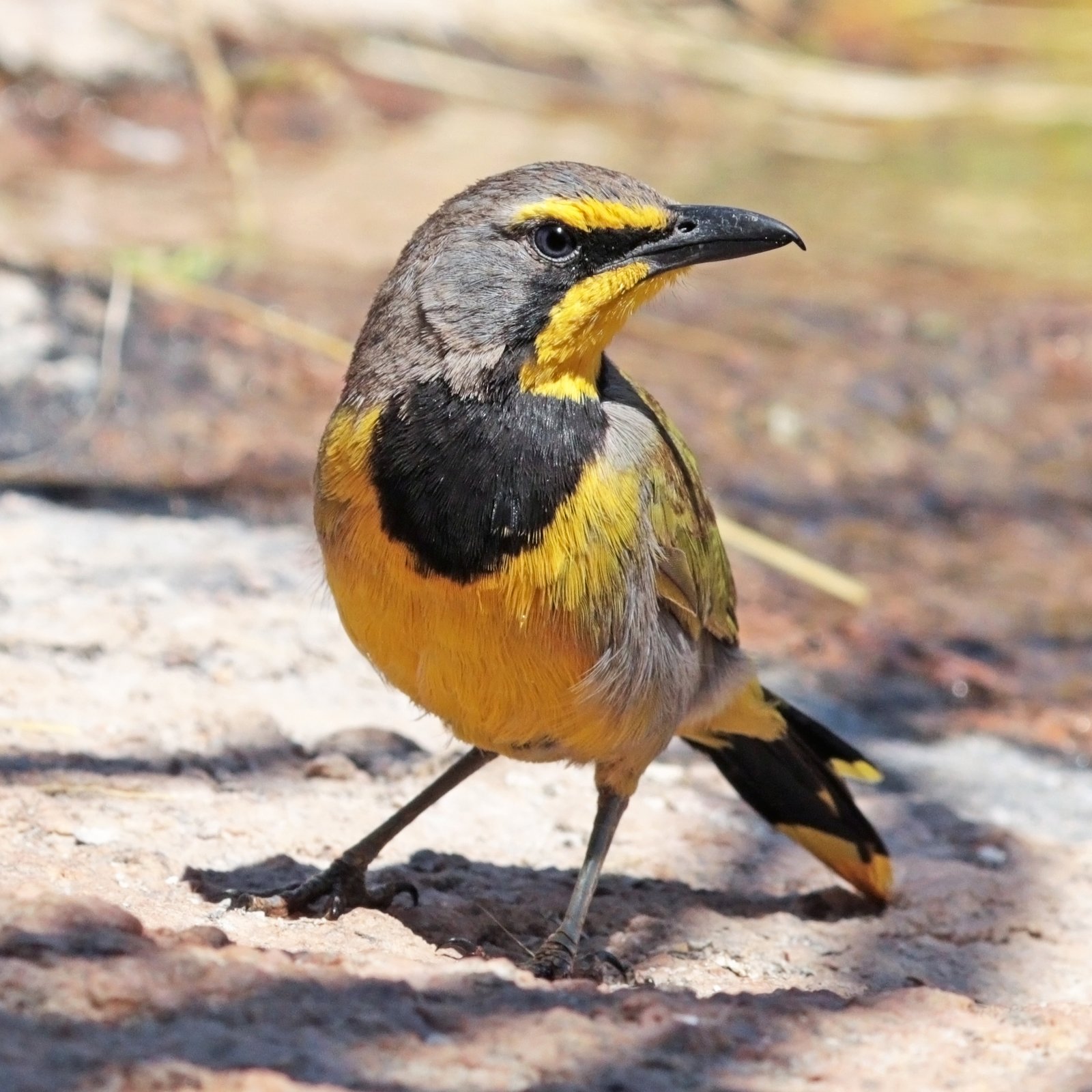Bokmakierieklauwier (Telophorus zeylonus)