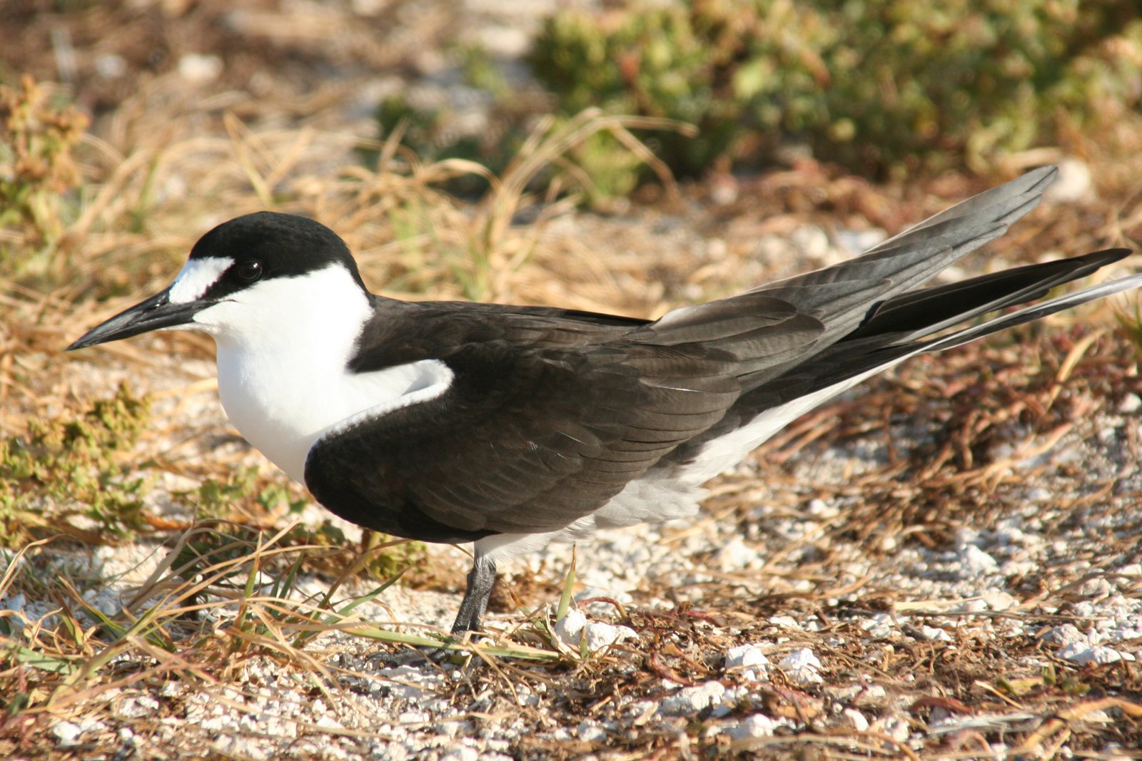Bonte stern (Onychoprion fuscatus)