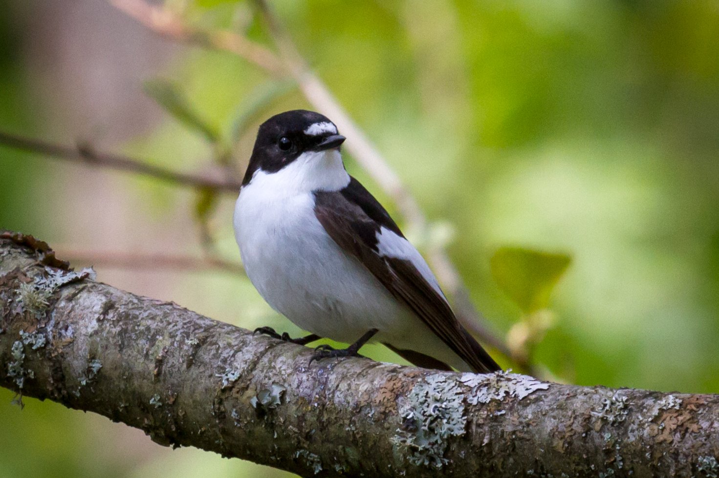 Bonte vliegenvanger (Ficedula hypoleuca)