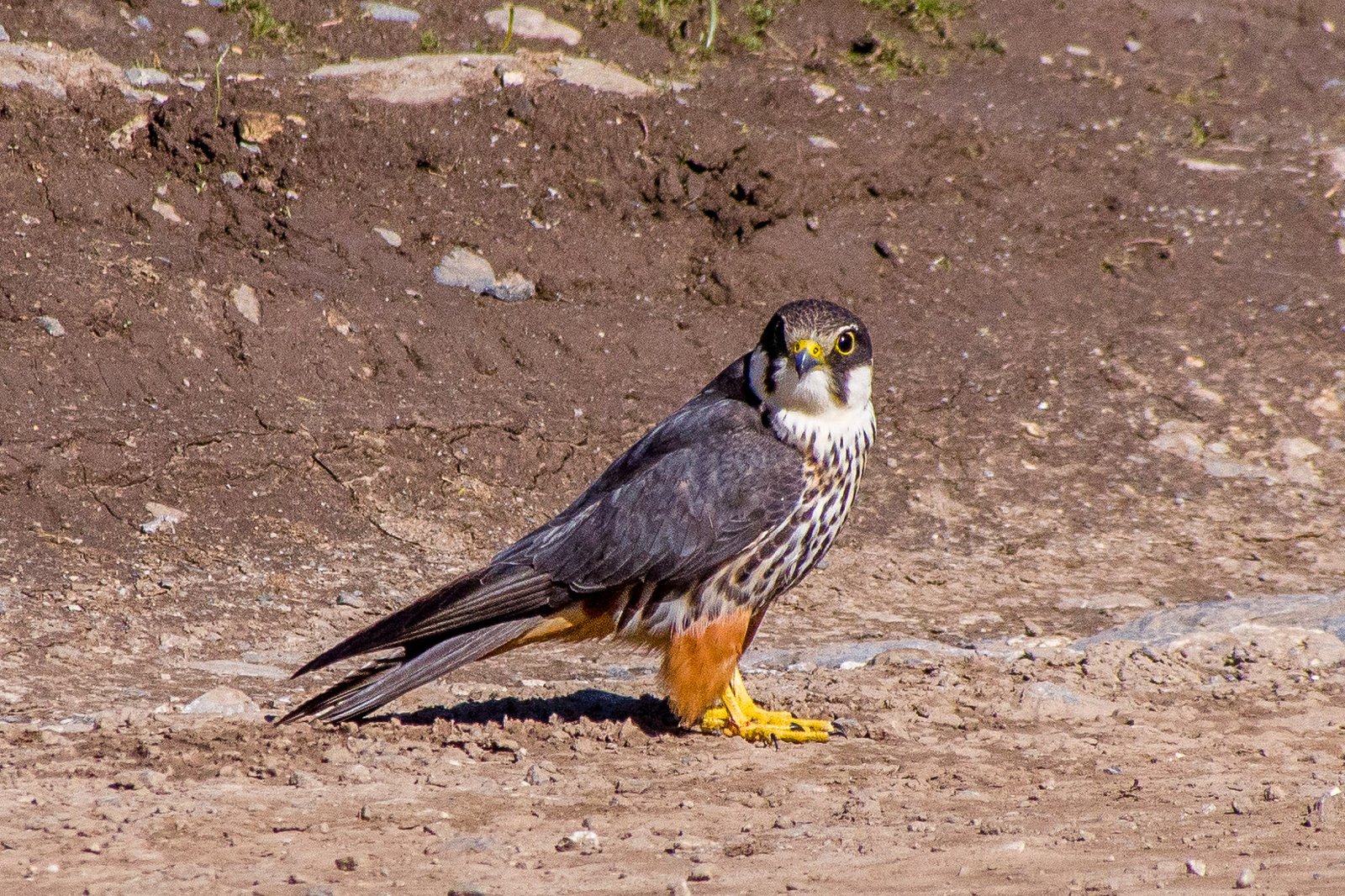Boomvalk (Falco subbuteo)