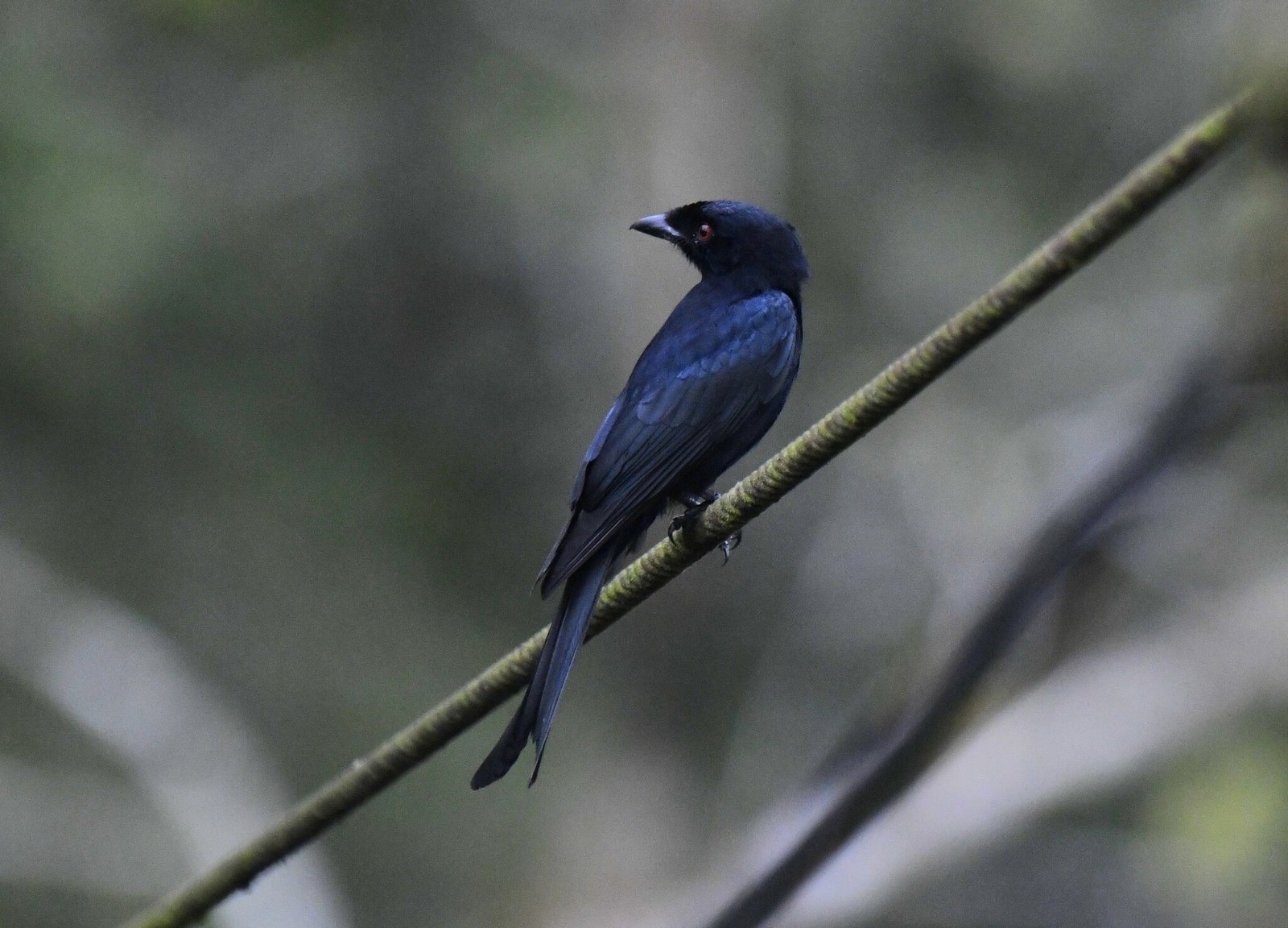 Bosdrongo (Dicrurus modestus)