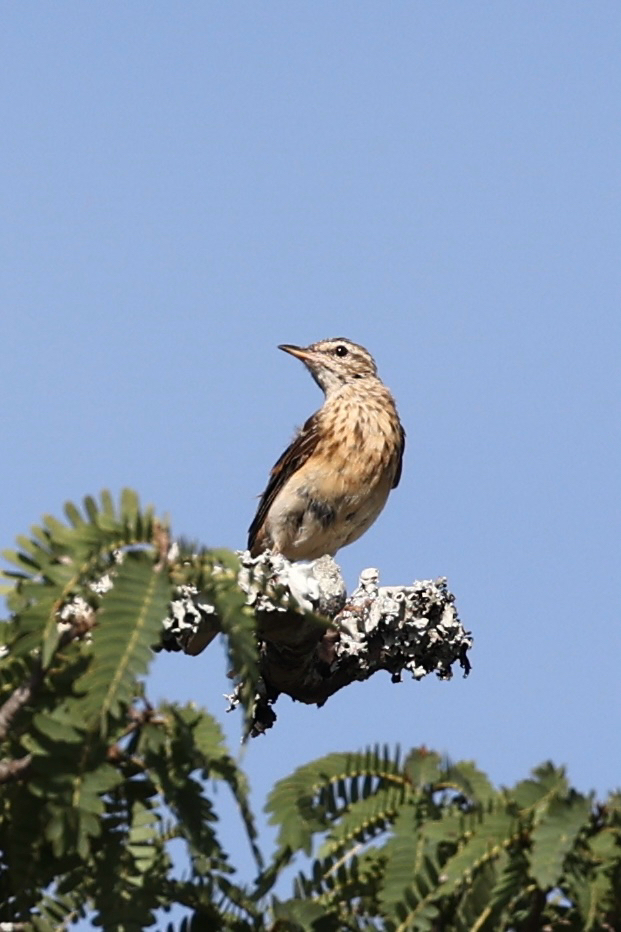 Bospieper (Anthus nyassae)