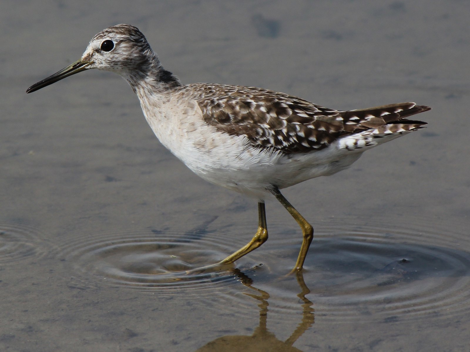 Bosruiter (Tringa glareola)
