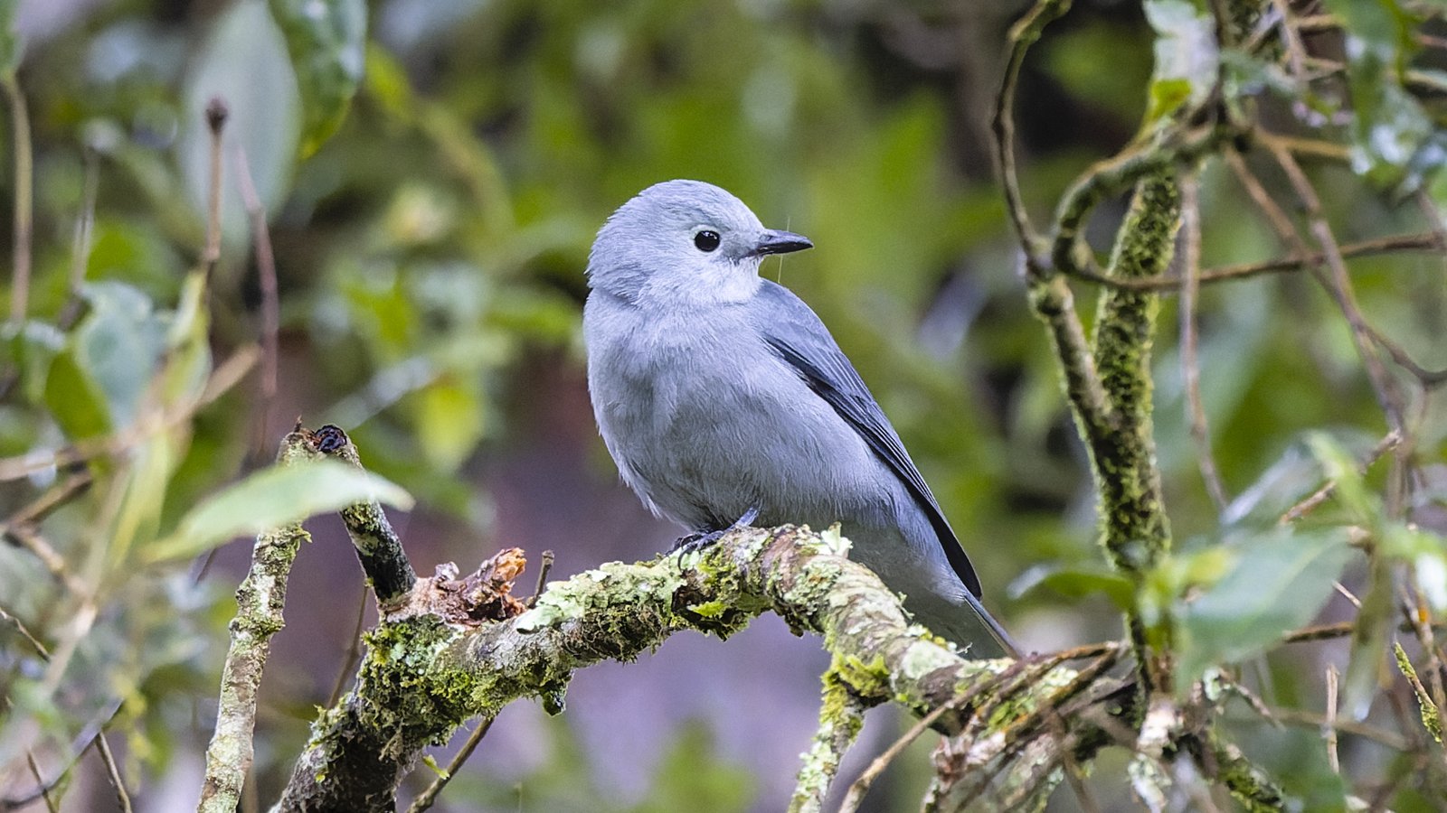 Bosrupsvogel (Ceblepyris caesius)