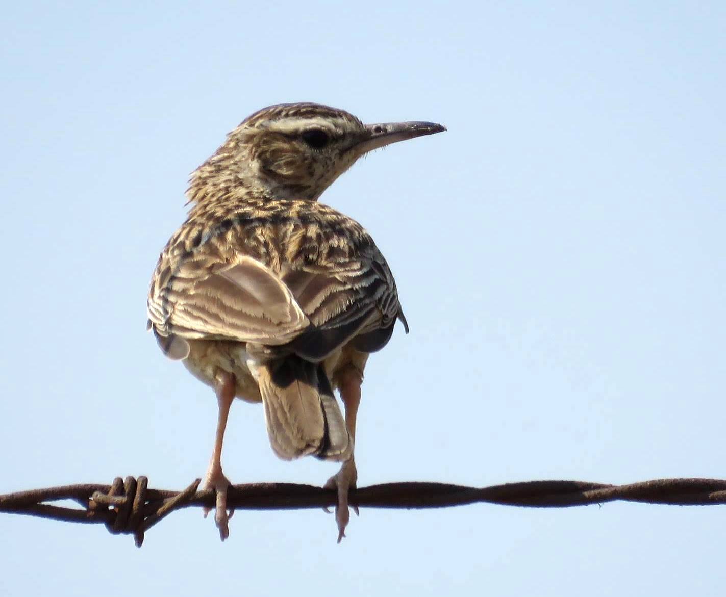 Botswanaleeuwerik (Certhilauda chuana)