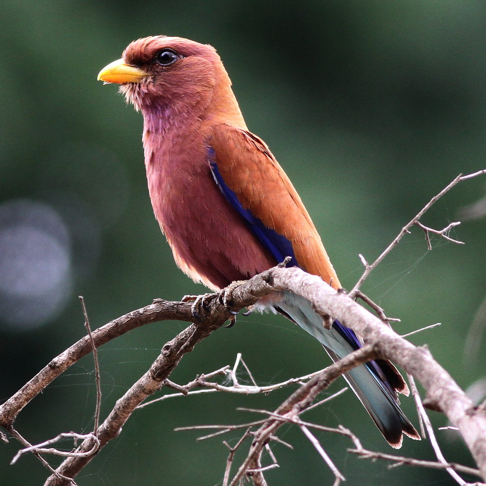 Breedbekscharrelaar (Eurystomus glaucurus)