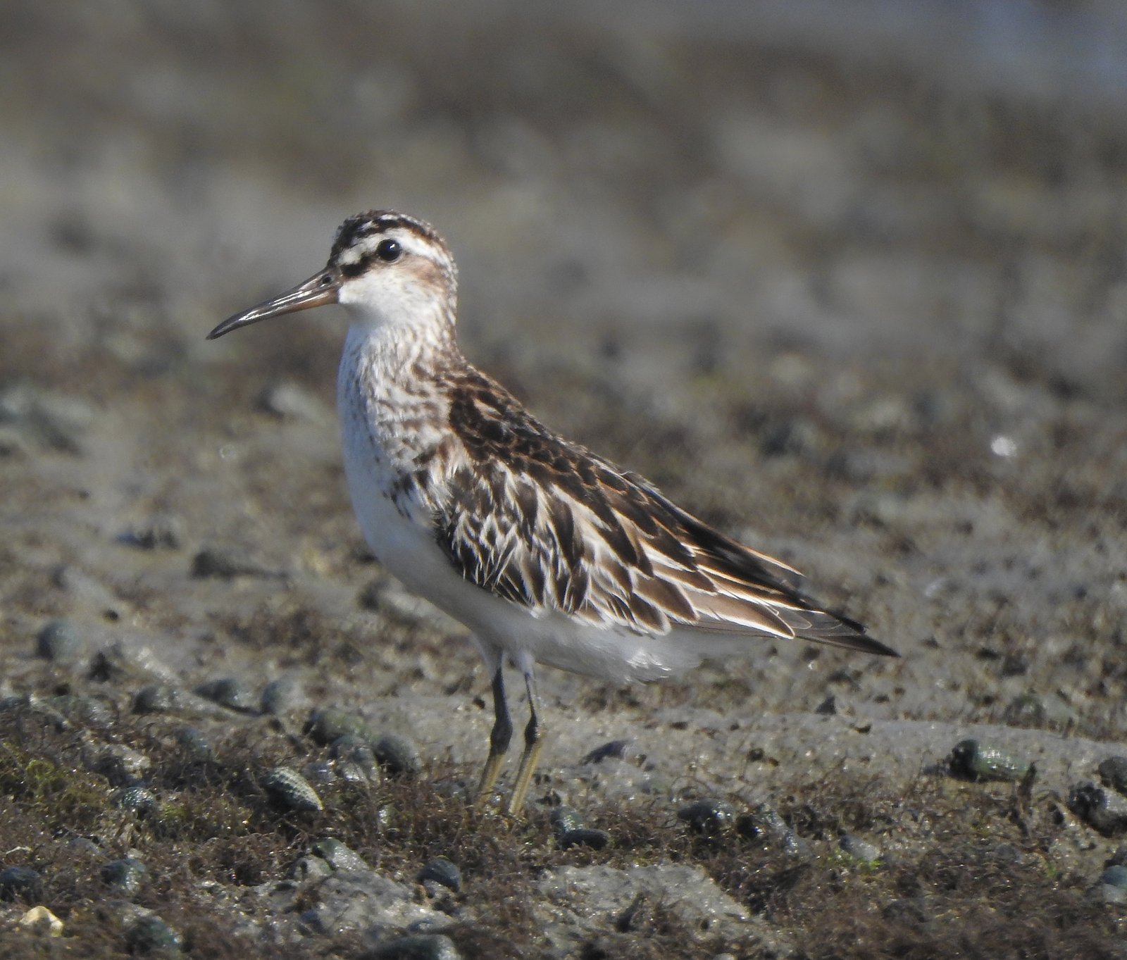 Breedbekstrandloper (Calidris falcinellus)