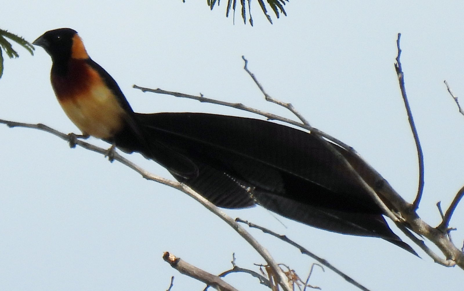 Breedstaartparadijswida (Vidua obtusa)