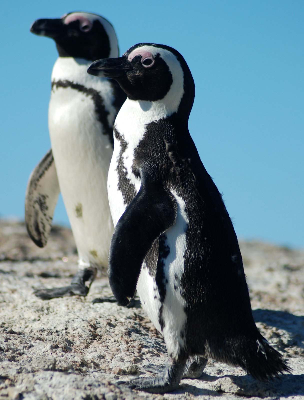 Brilpinguïn (Spheniscus demersus)