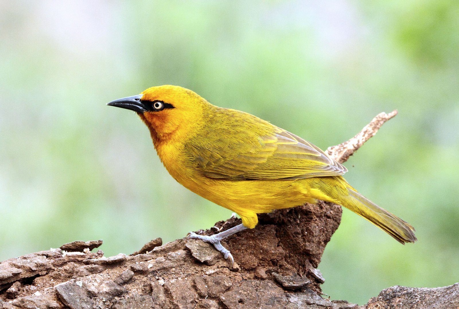 Brilwever (Ploceus ocularis)