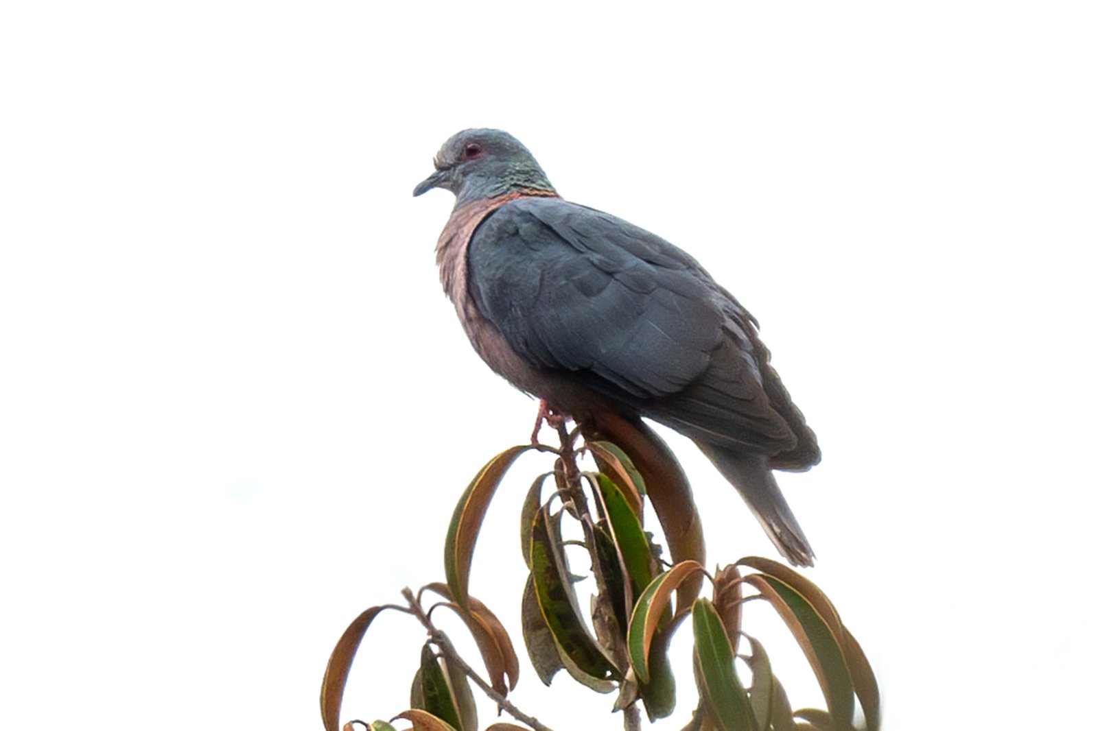 Bronsnekduif (Columba iriditorques)