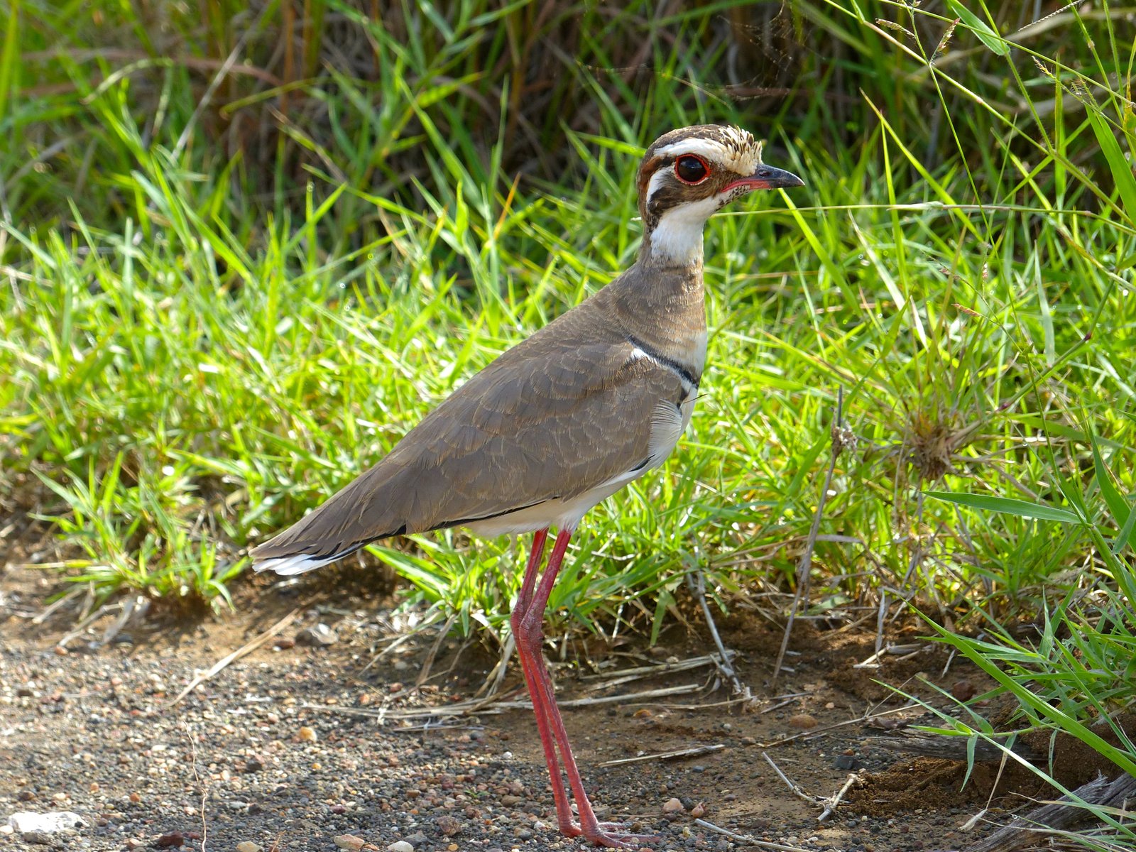 Bronsvleugelrenvogel (Rhinoptilus chalcopterus)