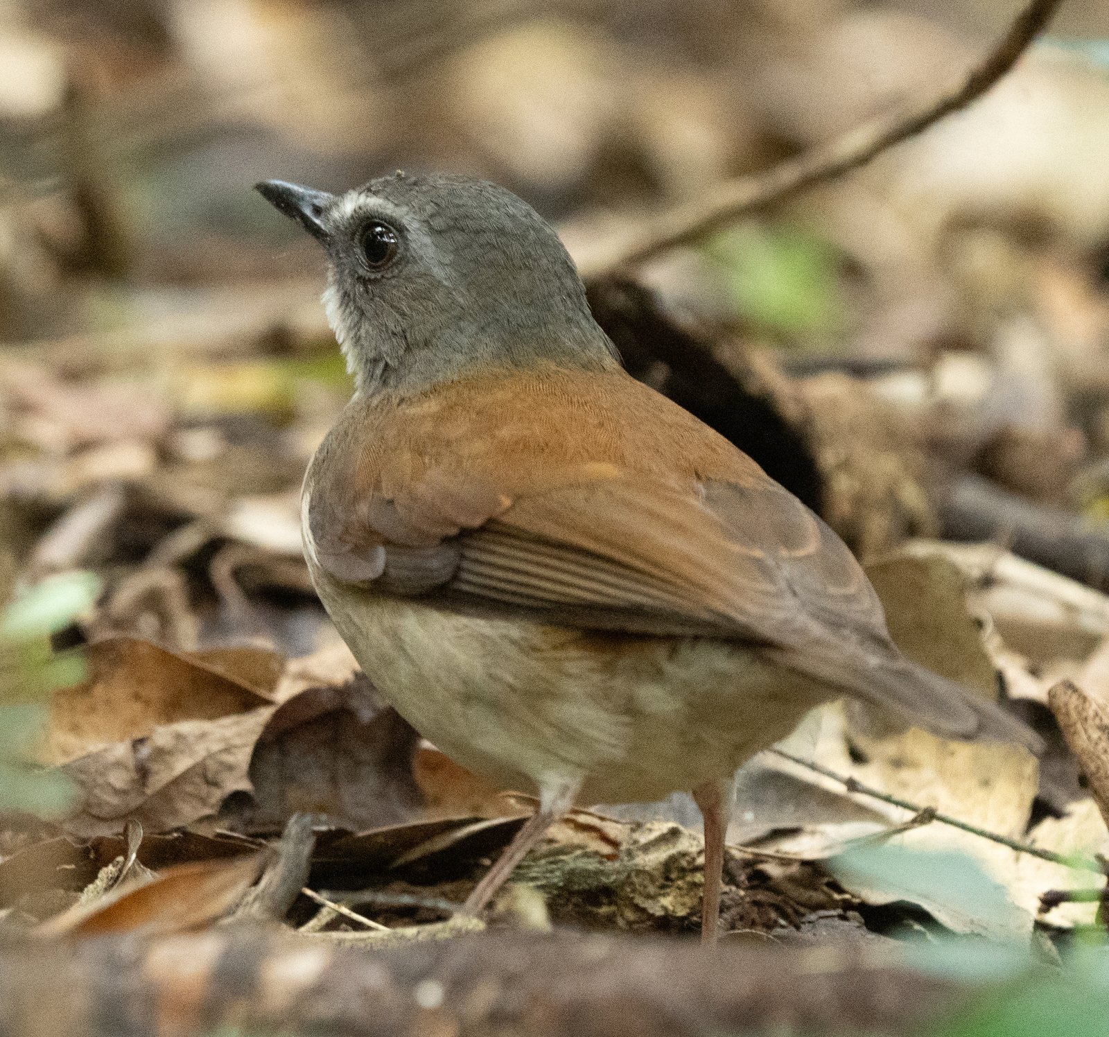 Bruinborstalethe (Chamaetylas poliocephala)